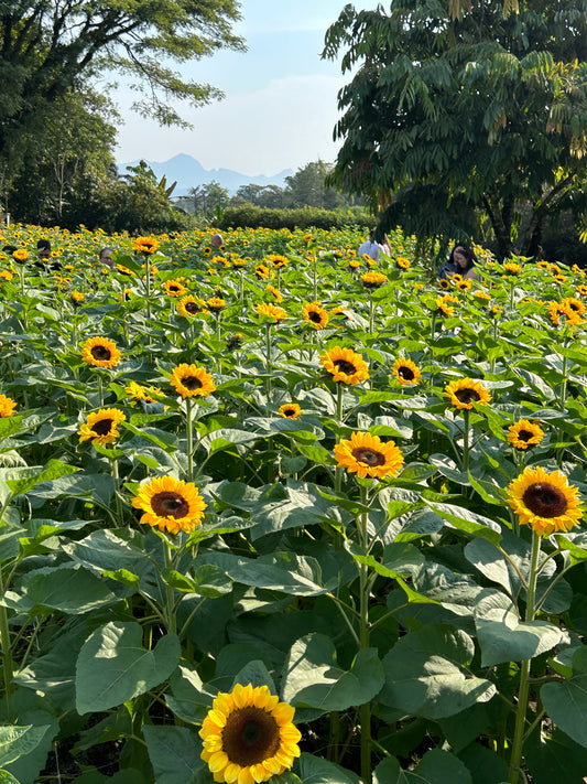 FLORADA DOS GIRASSÓIS - 19 de Julho